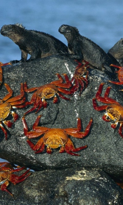 Das Iguanas And Crabs Wallpaper 240x400