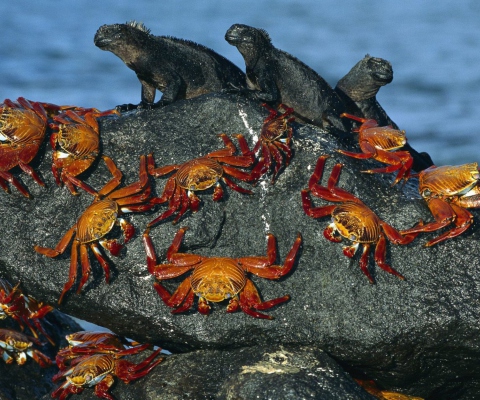 Sfondi Iguanas And Crabs 480x400