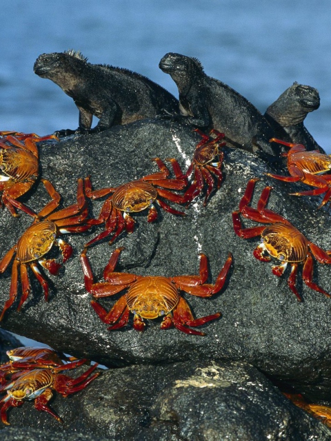 Обои Iguanas And Crabs 480x640