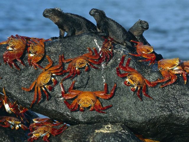 Обои Iguanas And Crabs 640x480