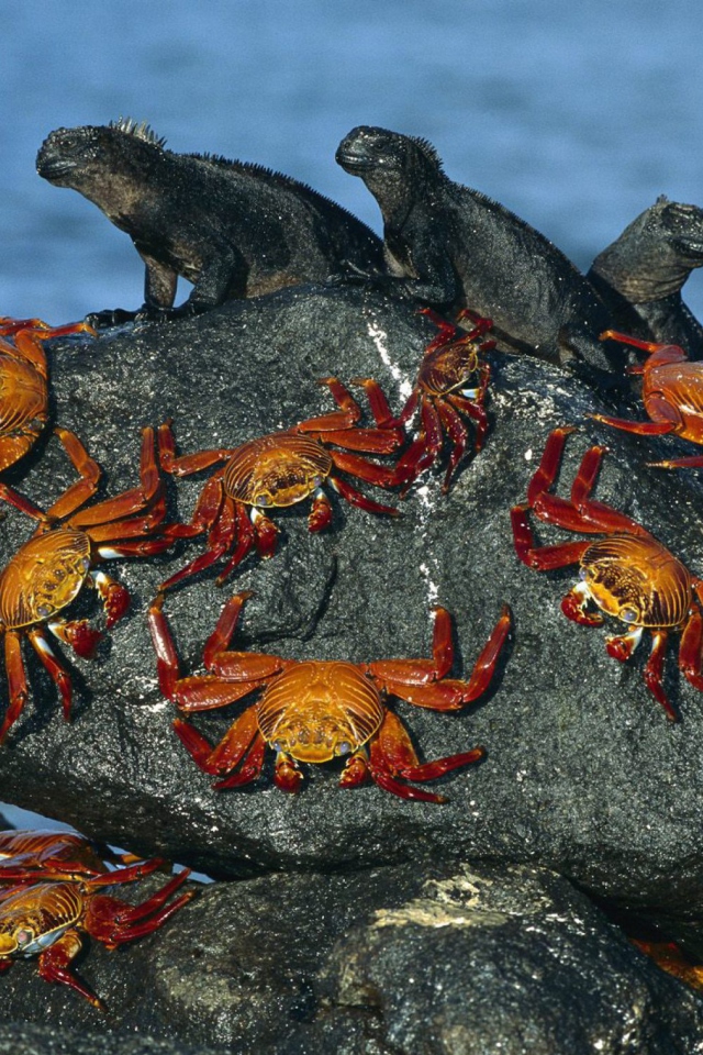 Das Iguanas And Crabs Wallpaper 640x960