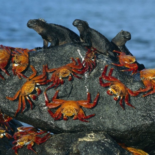 Kostenloses Iguanas And Crabs Wallpaper für Nokia 6100