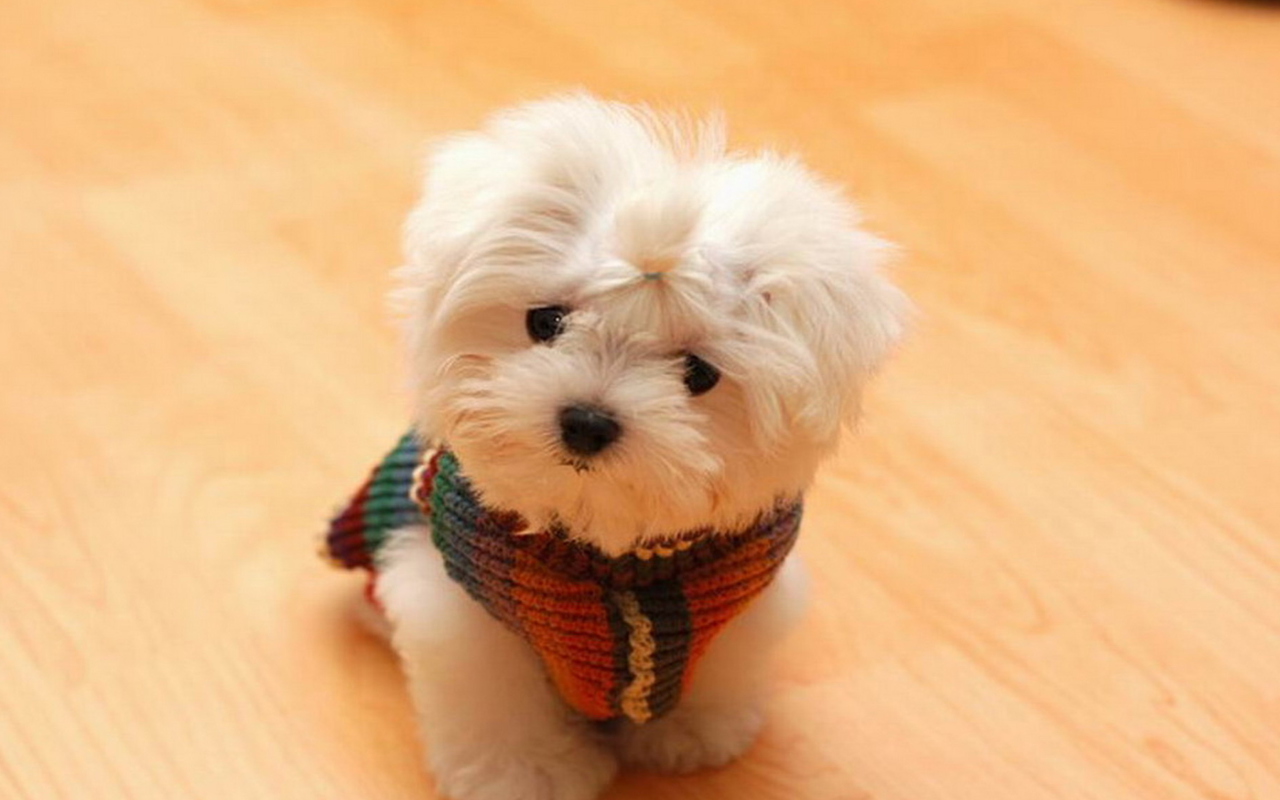 Cute Little Dog wallpaper 1280x800