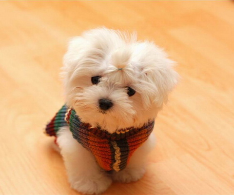 Fondo de pantalla Cute Little Dog 480x400