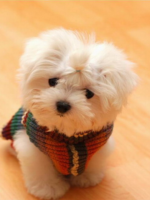 Cute Little Dog screenshot #1 480x640