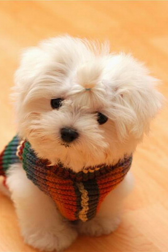 Das Cute Little Dog Wallpaper 640x960