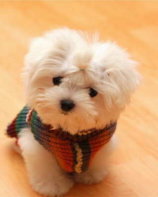 Cute Little Dog sfondi gratuiti per Nokia Asha 306