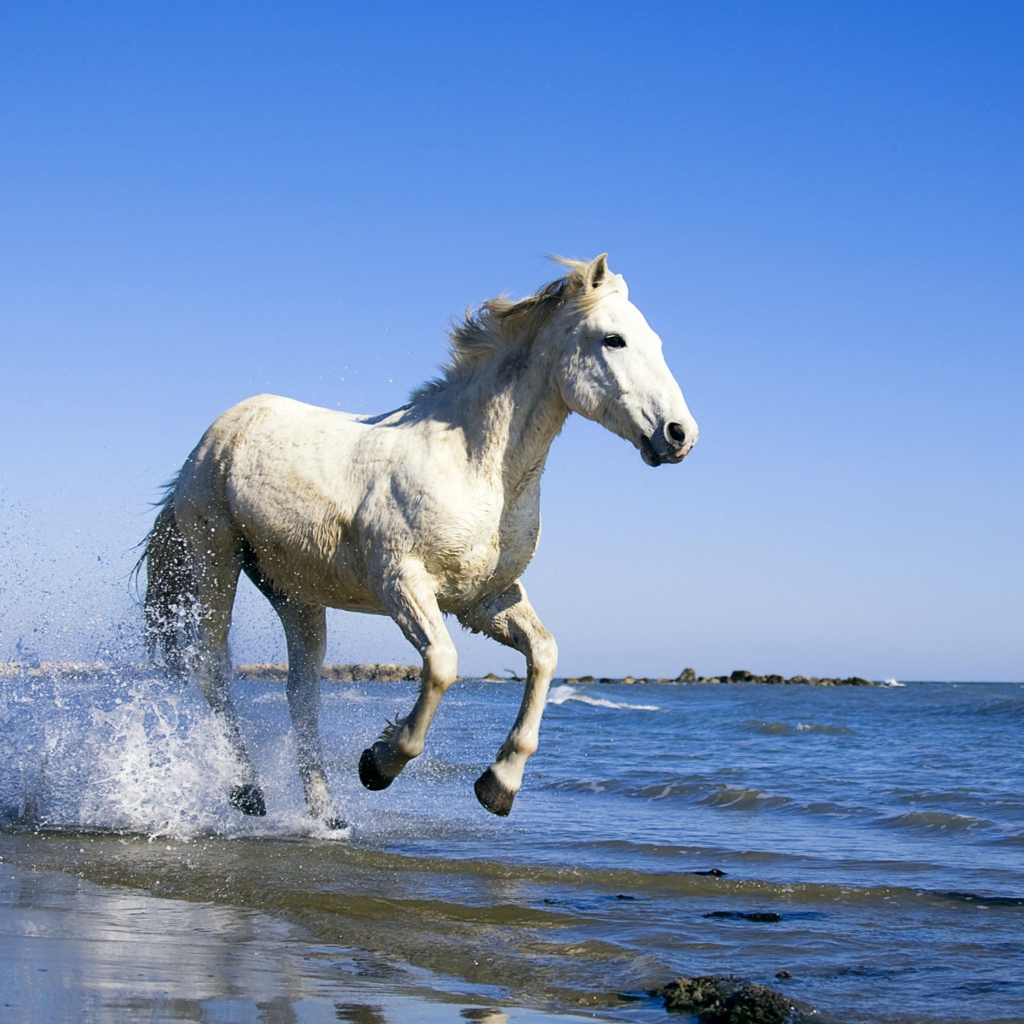 White Horse wallpaper 1024x1024