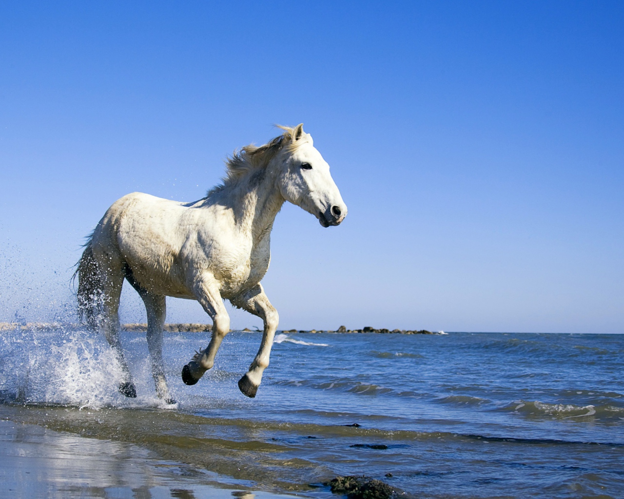 White Horse wallpaper 1280x1024