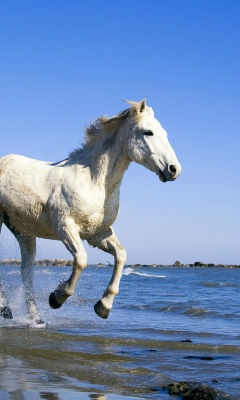 Fondo de pantalla White Horse 240x400