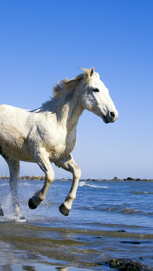 White Horse screenshot #1 640x1136