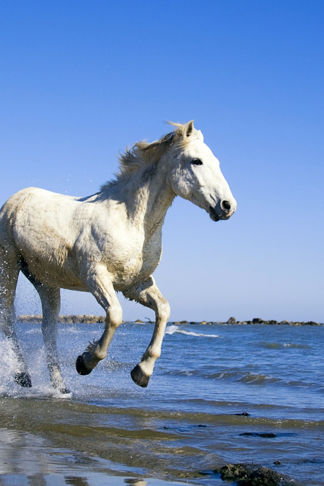 Sfondi White Horse 640x960