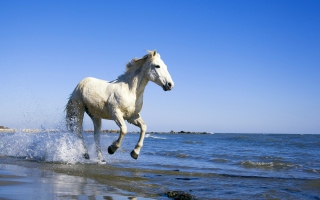 Kostenloses White Horse Wallpaper für Android, iPhone und iPad