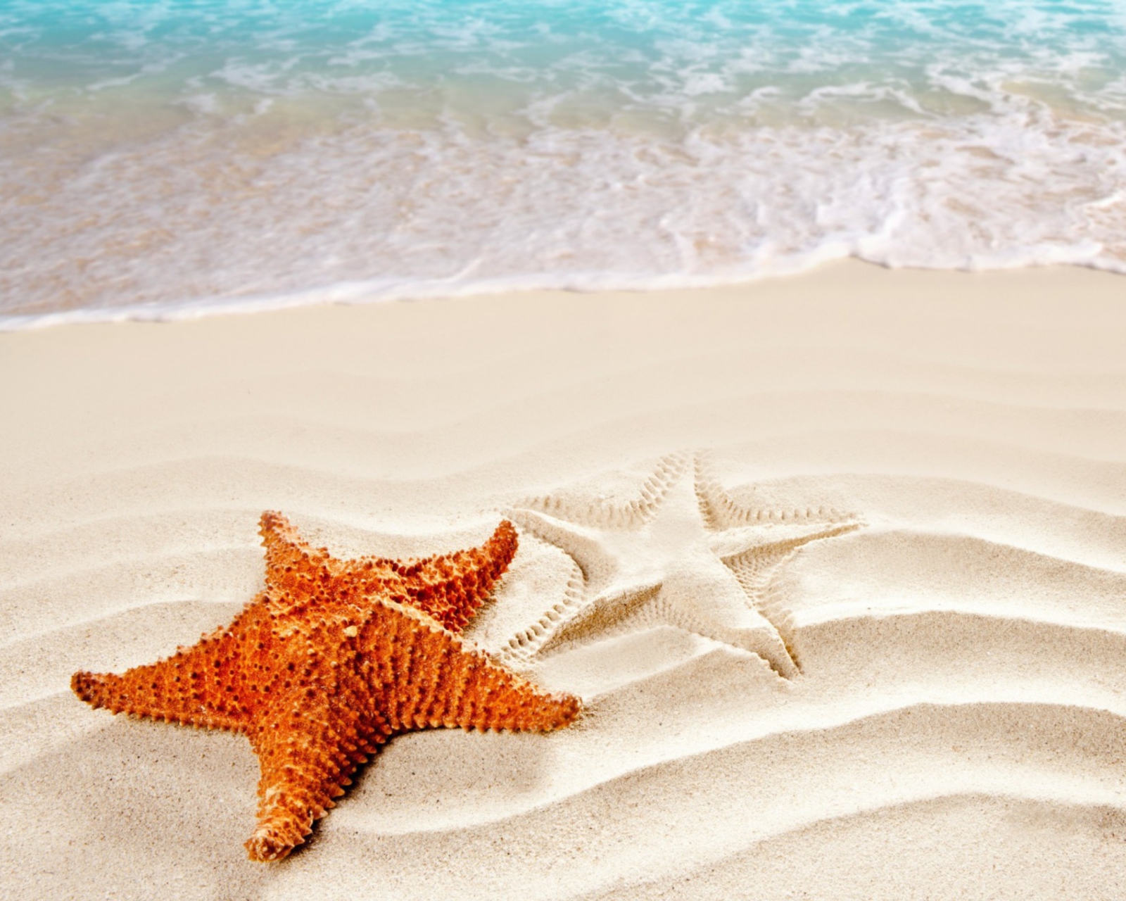 Das Orange Sea Star Wallpaper 1600x1280