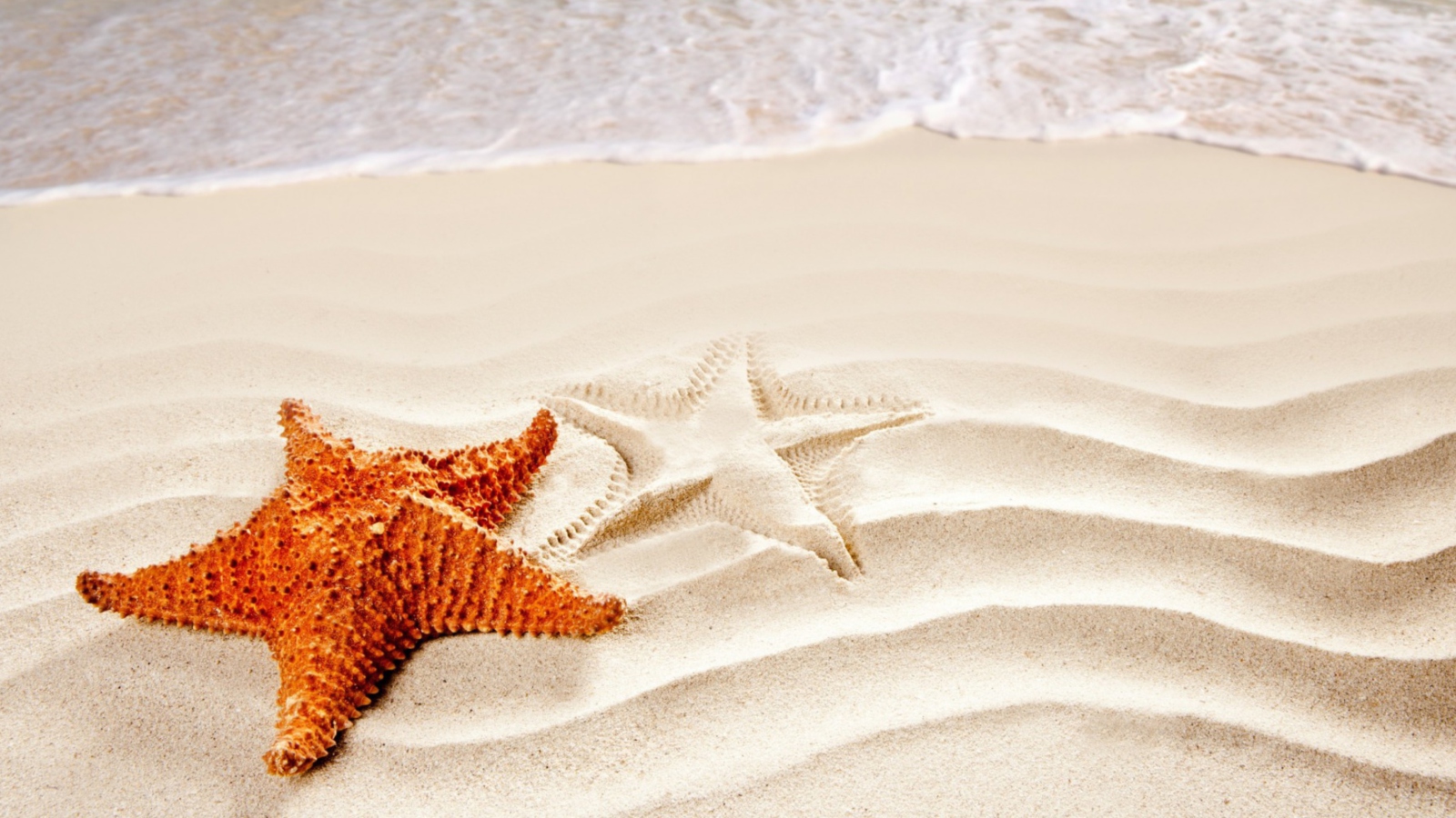 Orange Sea Star wallpaper 1600x900