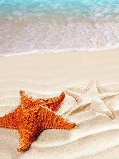 Orange Sea Star wallpaper 240x320