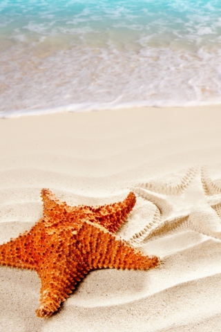 Обои Orange Sea Star 320x480