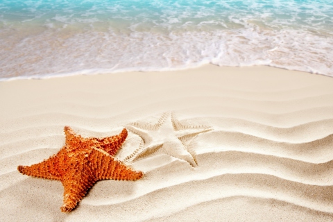 Das Orange Sea Star Wallpaper 480x320