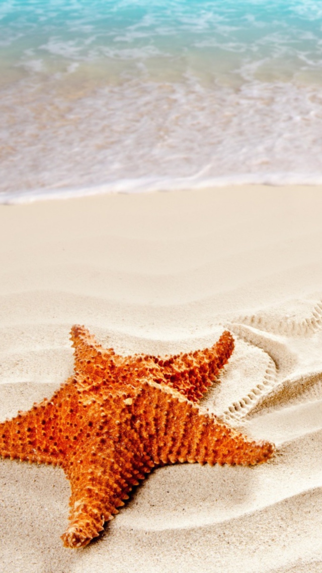 Orange Sea Star wallpaper 640x1136