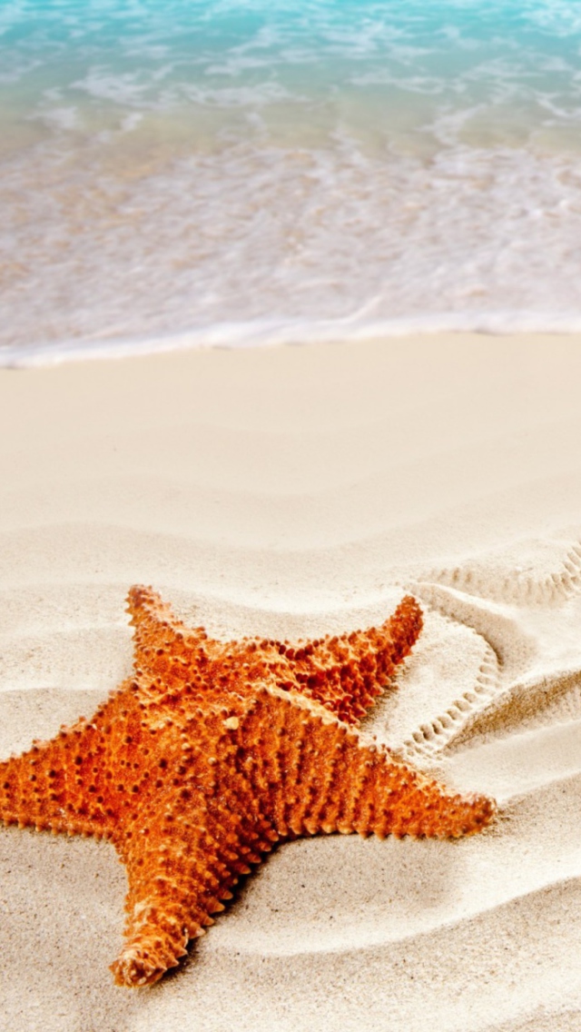 Screenshot №1 pro téma Orange Sea Star 640x1136