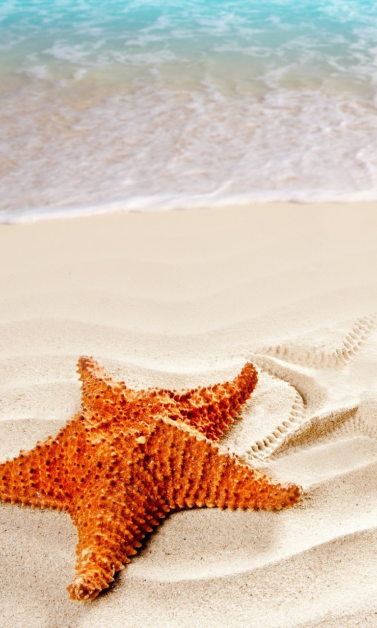 Das Orange Sea Star Wallpaper 768x1280