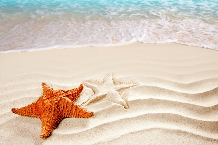 Orange Sea Star wallpaper