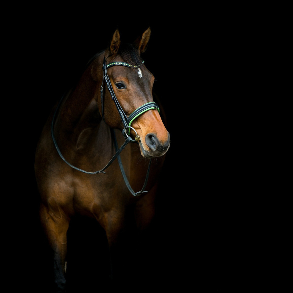 Fondo de pantalla Horse In Dark 1024x1024