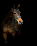 Horse In Dark wallpaper 128x160