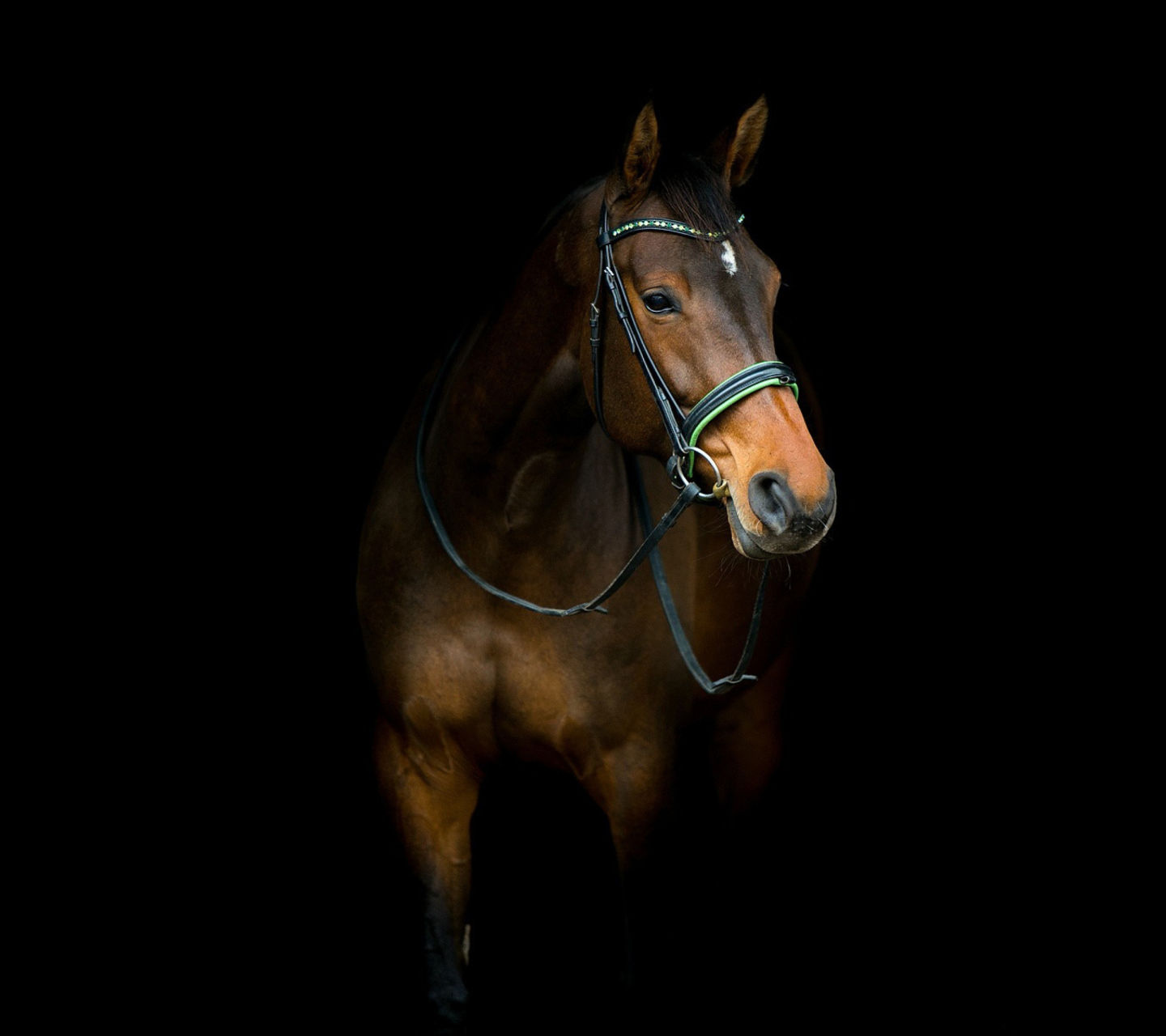 Обои Horse In Dark 1440x1280