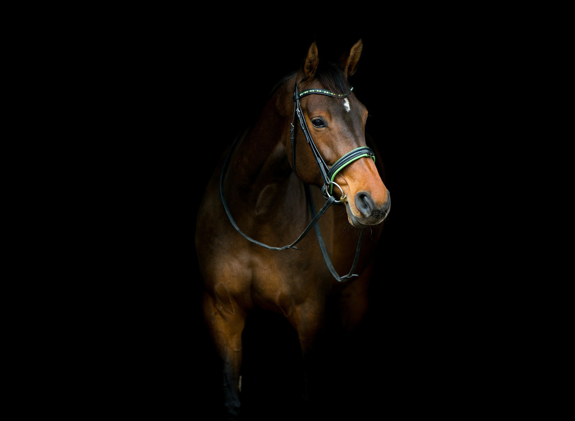 Обои Horse In Dark 1920x1408