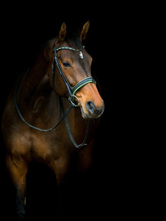 Das Horse In Dark Wallpaper 240x320