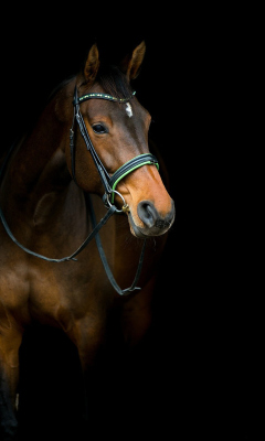 Das Horse In Dark Wallpaper 240x400