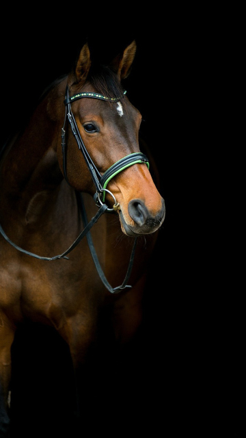 Horse In Dark wallpaper 360x640