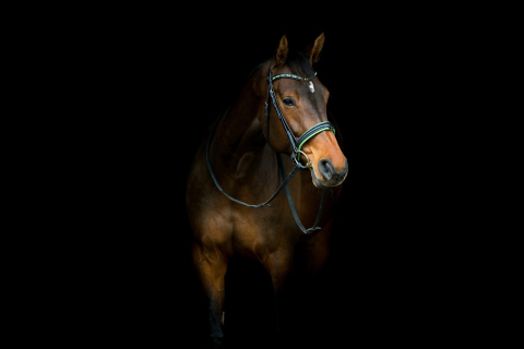 Fondo de pantalla Horse In Dark 480x320