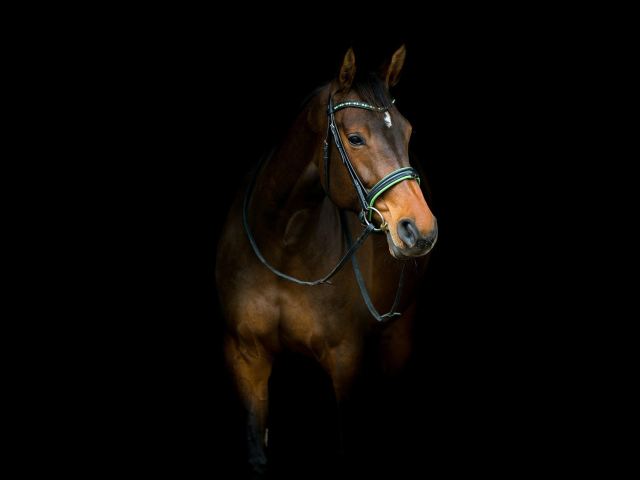 Fondo de pantalla Horse In Dark 640x480