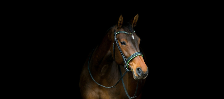 Horse In Dark wallpaper 720x320