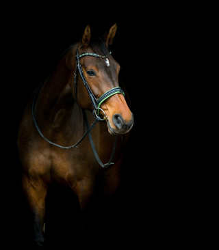 Kostenloses Horse In Dark Wallpaper für Nokia 5530 XpressMusic