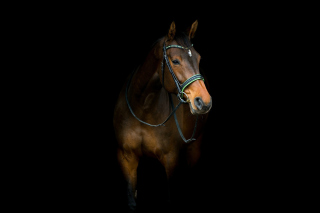 Horse In Dark Picture for Android, iPhone and iPad