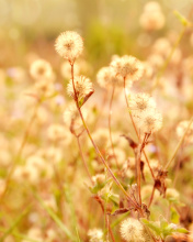 Sfondi Macro Field 176x220