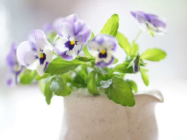 Das Pansy Bouquet Wallpaper 640x480