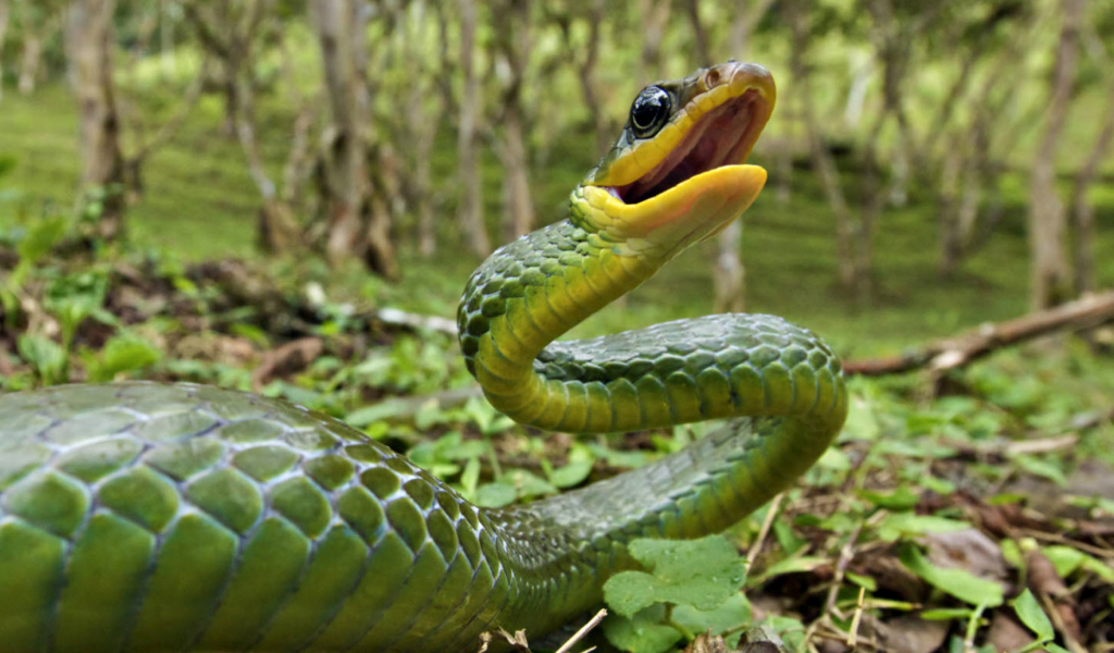 Обои Green Snake 1024x600