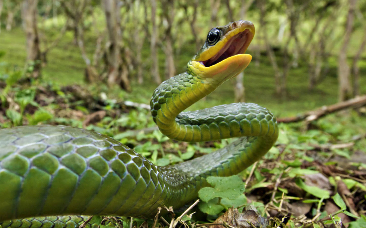 Sfondi Green Snake 1280x800