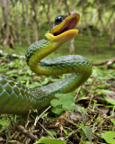 Sfondi Green Snake 128x160
