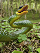 Green Snake wallpaper 132x176