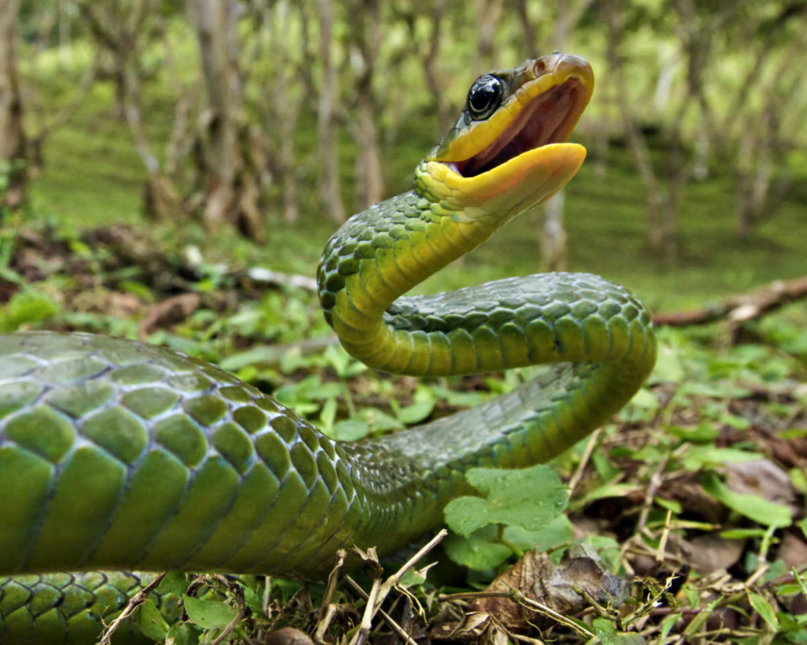 Обои Green Snake 1600x1280