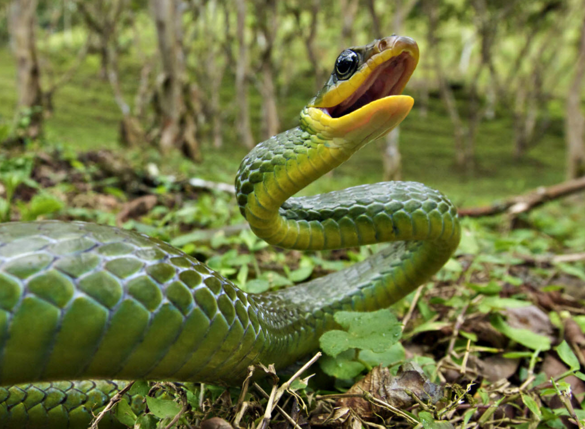 Обои Green Snake 1920x1408