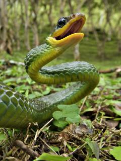 Das Green Snake Wallpaper 240x320