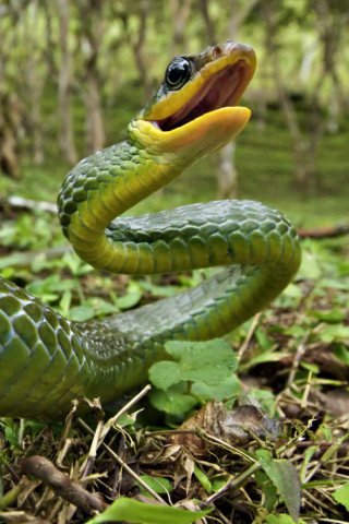 Sfondi Green Snake 320x480