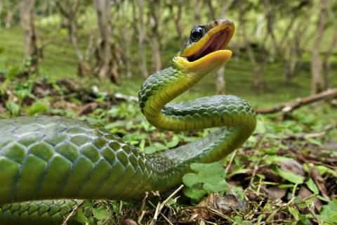 Sfondi Green Snake 480x320