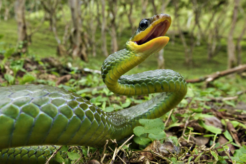 Green Snake wallpaper 480x320